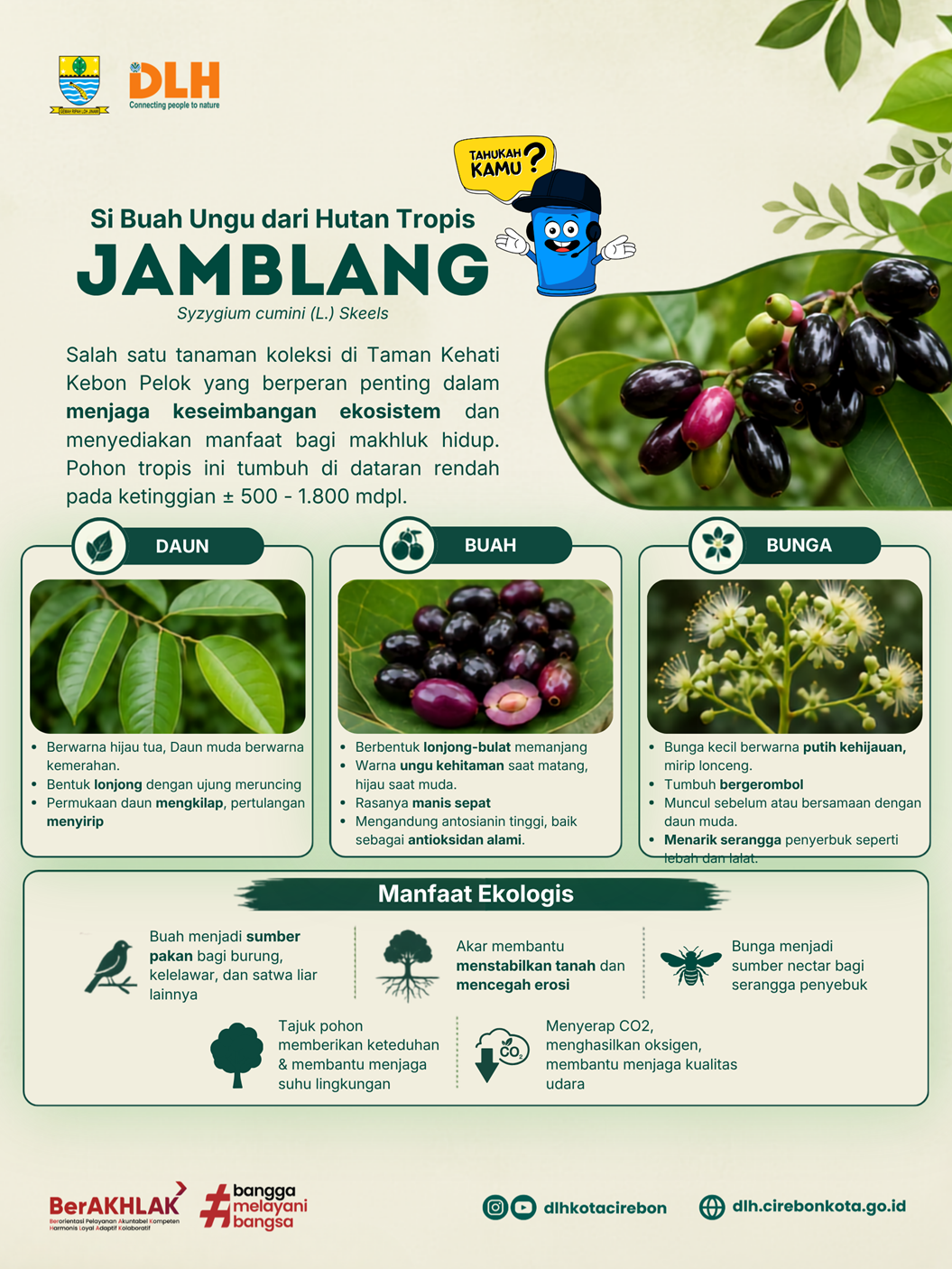 Buah Jamblang