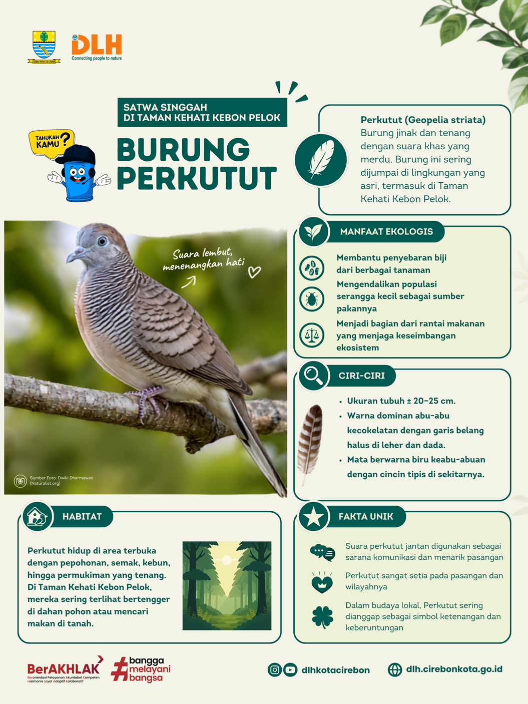 Burung Perkutut